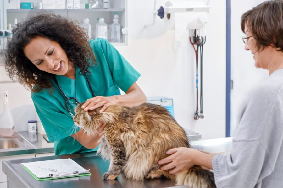 Đưa mèo Anh lông dài đến các cơ sở thú y để thăm khám và điều trị các căn bệnh thường gặp.