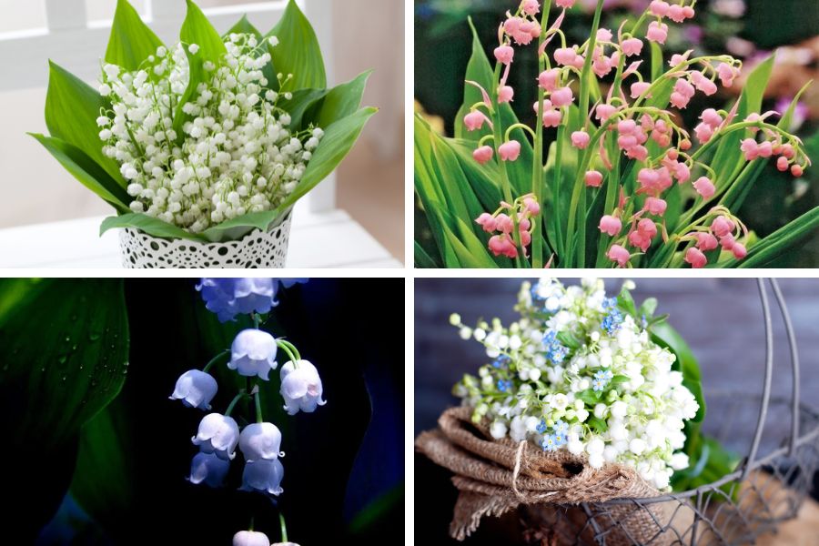 Trên thị trường hiện nay, có nhiều giống hoa Linh lan với đa dạng màu sắc khác nhau.