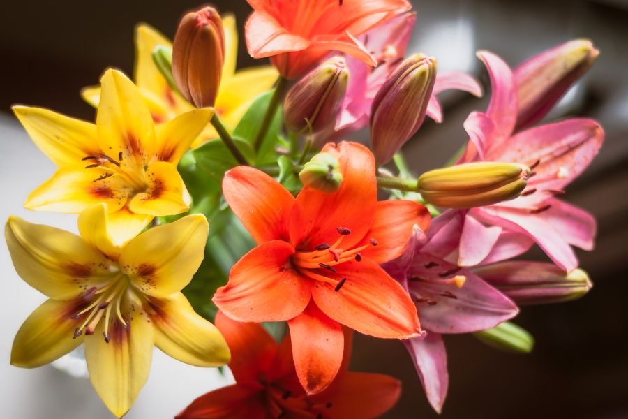 Hoa ly được phân loại theo màu sắc, mức độ mọc đơn, kép và hình dạng cánh hoa.