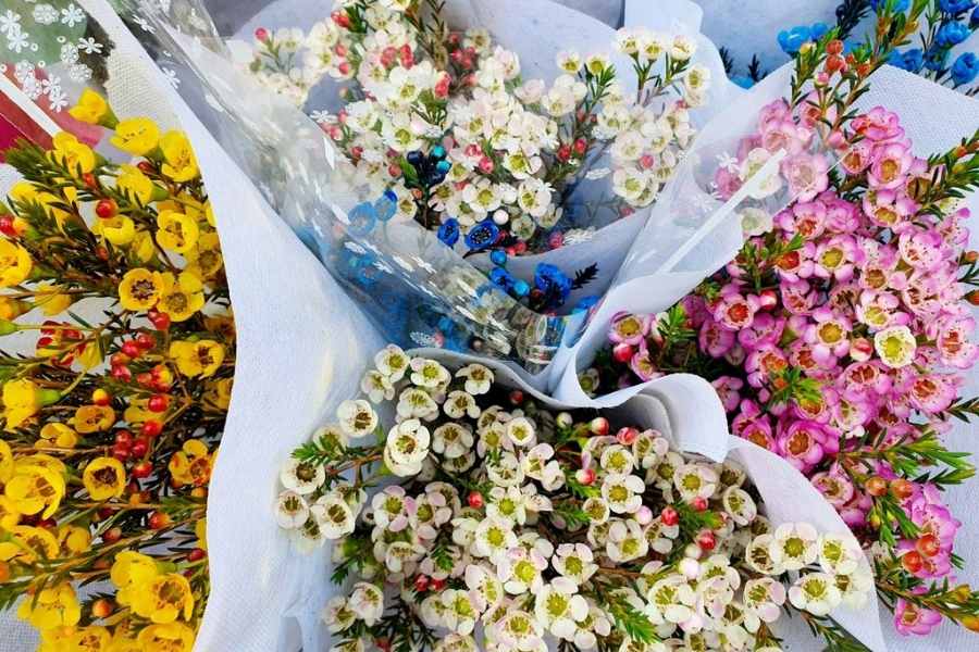 Hoa thanh liễu sở hữu màu sắc đa dạng và bắt mắt.