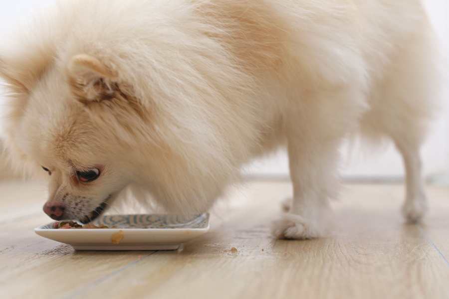 Pomeranian có khối lượng cơ thể nhỏ nên lượng thức ăn cần nạp cũng khá ít.