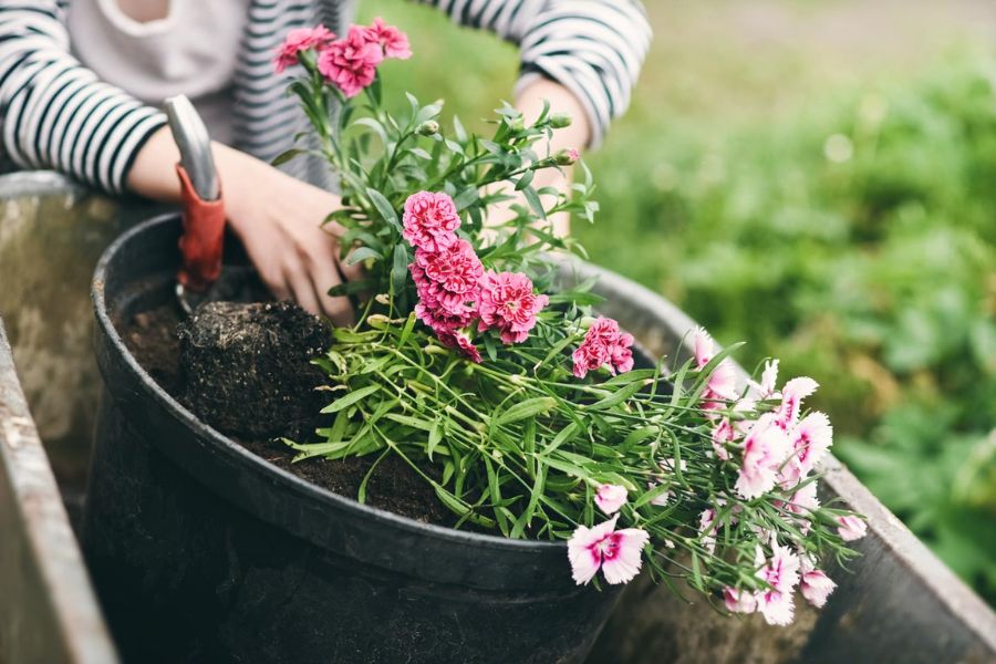 Hoa cẩm chướng có thể bảo quản chỉ bằng các phương pháp đơn giản.