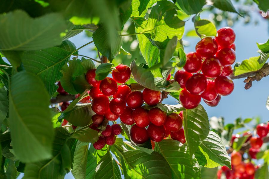 Cherry là loại cây ưa ánh sáng, ưa nắng nên cần được cung cấp trong điều kiện đầy đủ nhất.