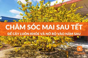 Cách Chăm Sóc Mai Sau Tết Để Năm Sau Lại Có Hoa Chưng