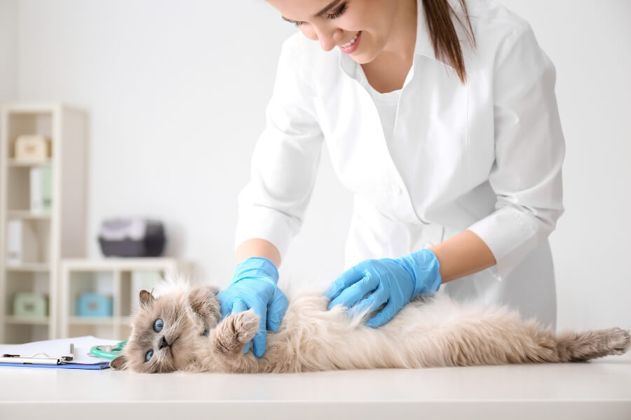 Đưa mèo Ald đến cơ sở thú y kiểm tra sức khỏe định kỳ 1 - 2 lần/năm.