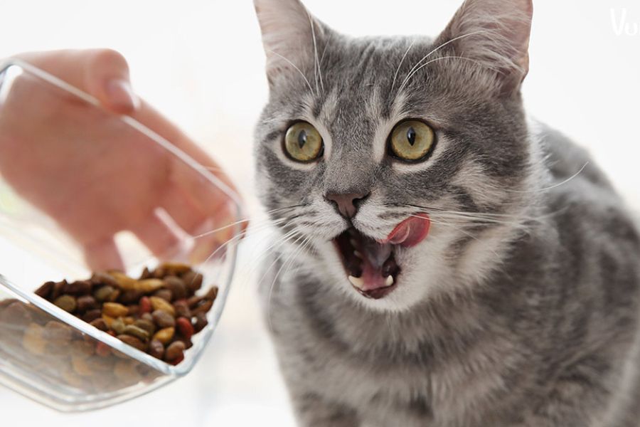Để mèo chịu ăn uống nên cho ăn theo yêu thích, mùi thơm và sạch sẽ.