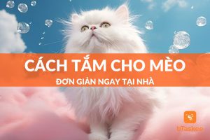 cách tắm cho mèo