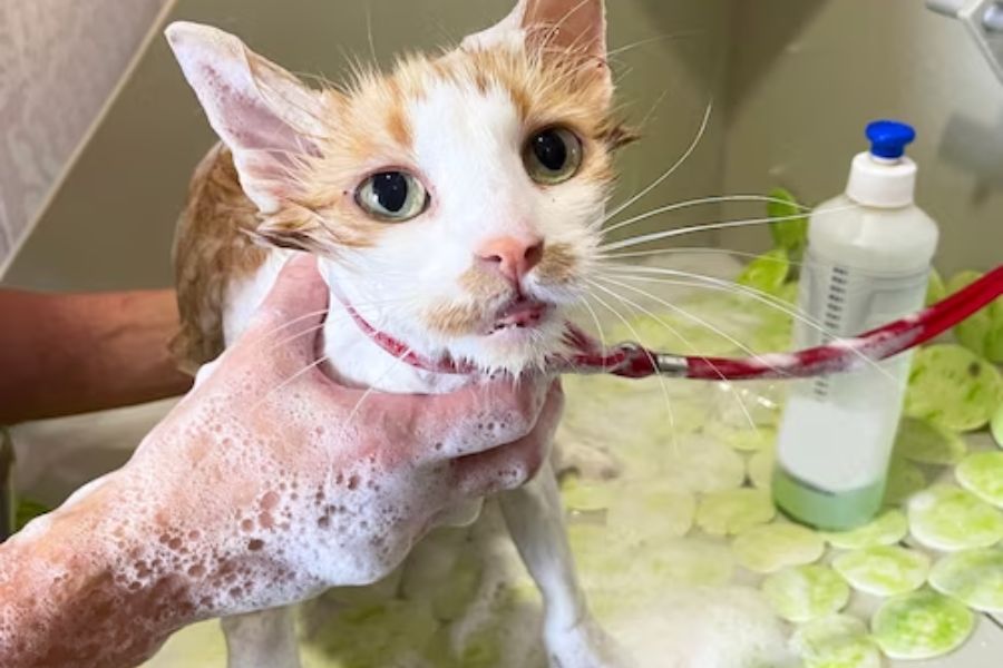 Cách tắm cho mèo bằng sữa tắm ướt.