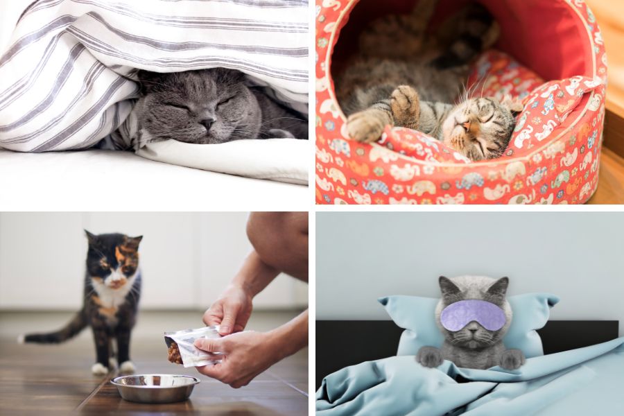 Một số cách tạo thói quen ăn - ngủ tốt cho mèo.