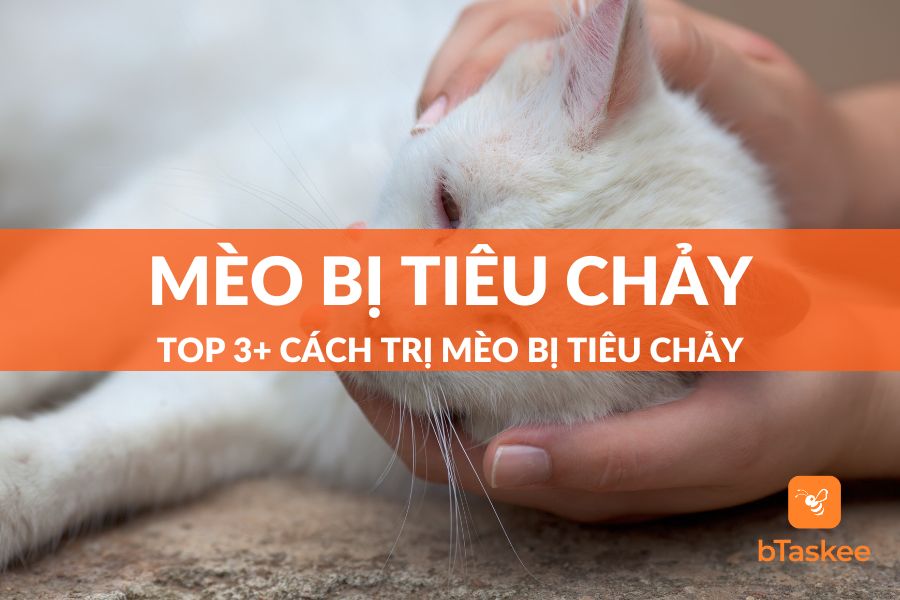 mèo bị tiêu chảy