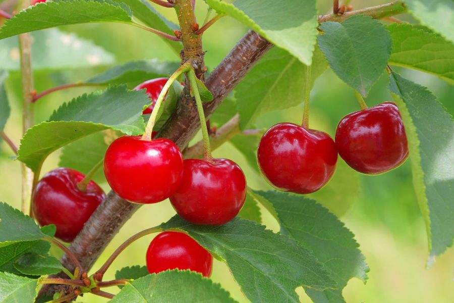 Cherry là giống cây ôn đới, được trồng nhiều và phổ biến tại các nước Châu Âu bởi điều kiện thời tiết mát mẻ.