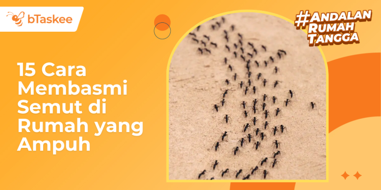 Cara Membasmi Semut di Rumah yang Ampuh