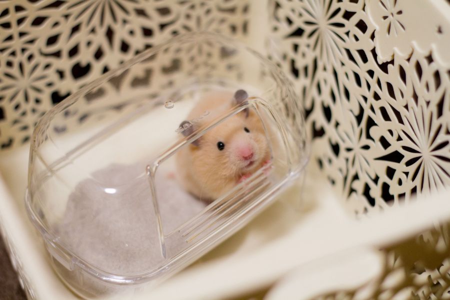 Hamster tự làm sạch cơ thể bằng cát tắm.