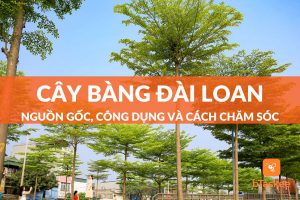 cây bàng đài loan