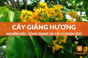cây giáng hương