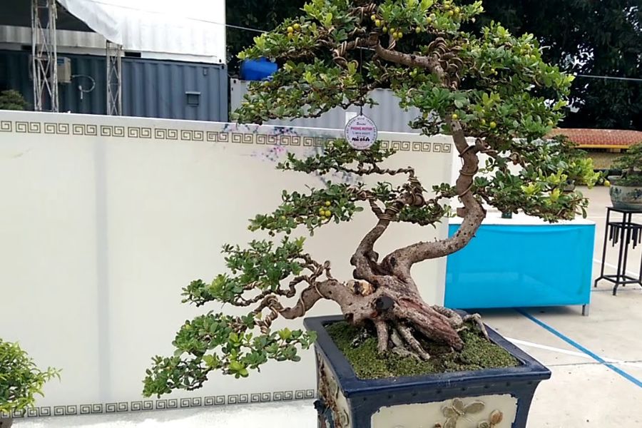 Cây Hải Châu bonsai mang lại hiệu quả kinh tế cao.