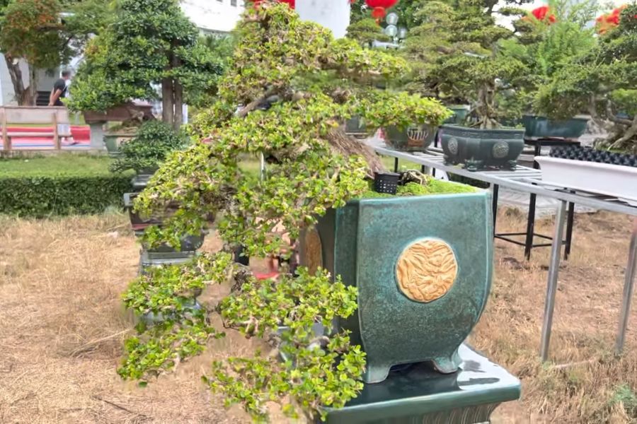 Hải Châu bonsai dáng đổ độc đáo.