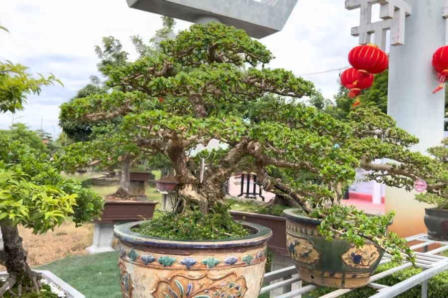 Chậu cây Hải Châu bonsai “bạc triệu” với thế uốn lượn, mềm mại.