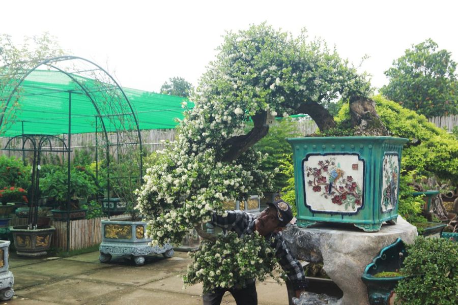 Hải Châu bonsai nở hoa trắng muốt xum xuê, khoe sắc đón xuân.