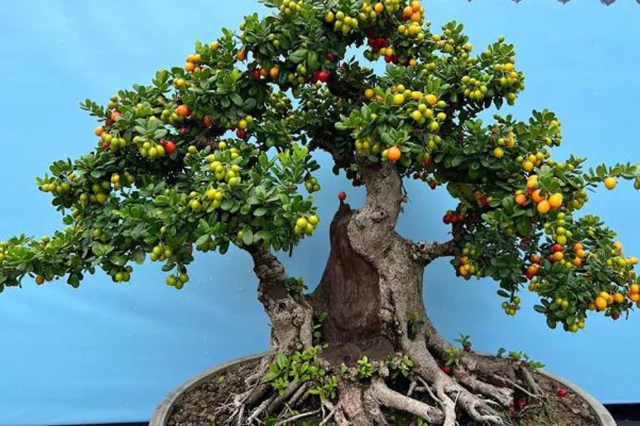Chậu bonsai Hải Châu 15 năm tuổi xum xuê trái.
