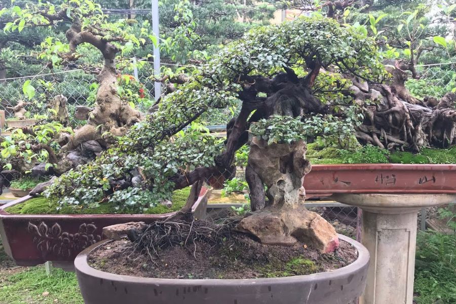 Cây bonsai Hải Châu mang ý nghĩa phong thủy tốt lành cho gia chủ.