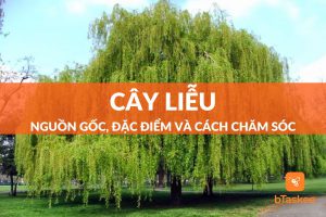 cây liễu