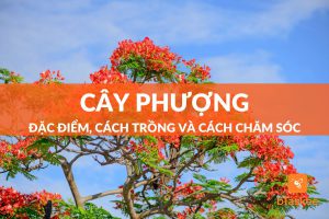 cây phượng