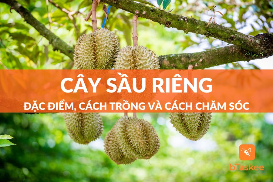 cây sầu riêng