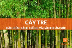 cây tre