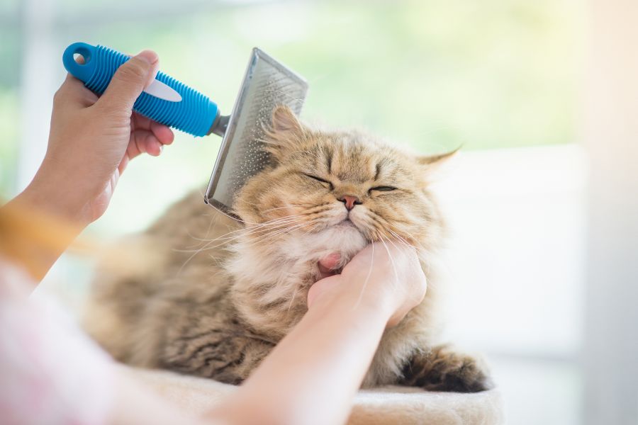 Chải lông cho mèo hàng ngày hoặc ít nhất 1 lần/tuần để hạn chế tình trạng rụng lông.
