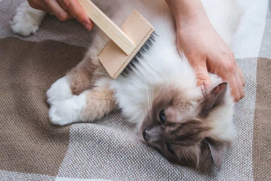 Chải lông cho mèo Anh lông dài từ 1 -2 lần/ngày để loại bỏ lông rụng, bụi bẩn.
