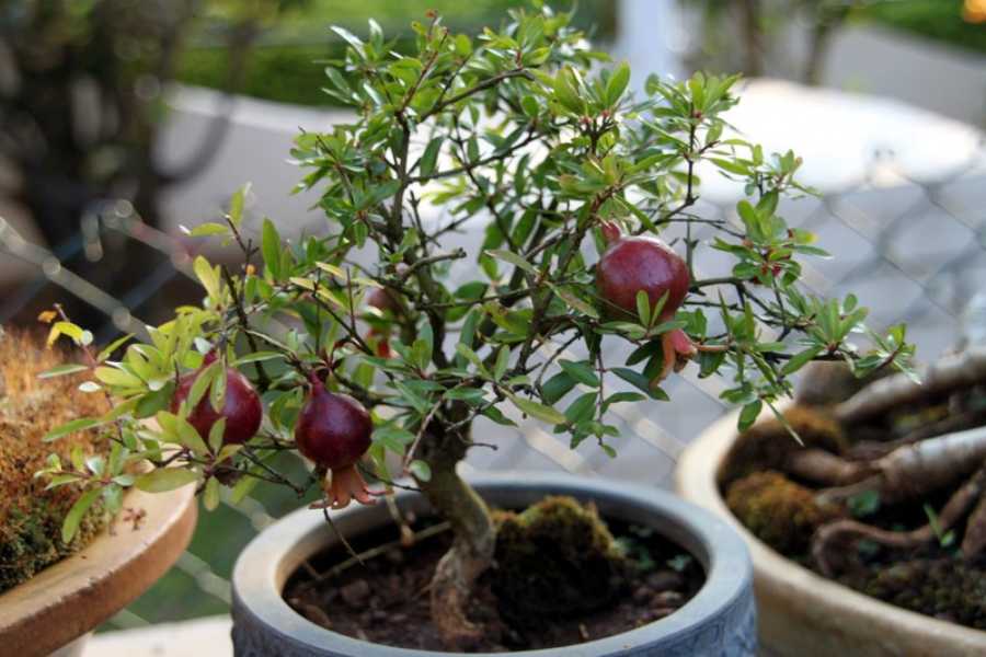 Chăm sóc cây lựu hợp lý sẽ giúp cây phát triển tươi tốt, trĩu quả.