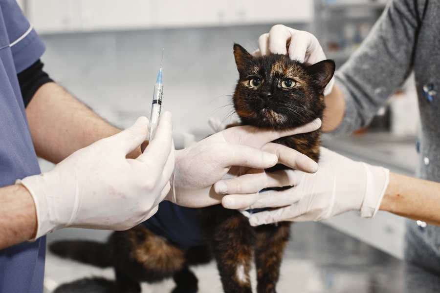 Nhiễm trùng mắt mèo có thể do vi khuẩn hoặc virus gây ra.