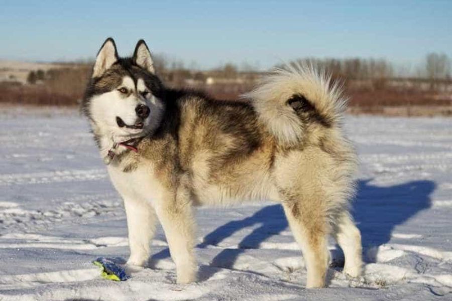Chó Alaska có phần chân to lớn và gân guốc.