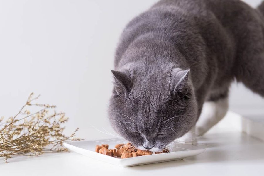 Mèo Anh lông ngắn không kén ăn uống, có thể sử dụng mọi loại thực ăn dành cho mèo.