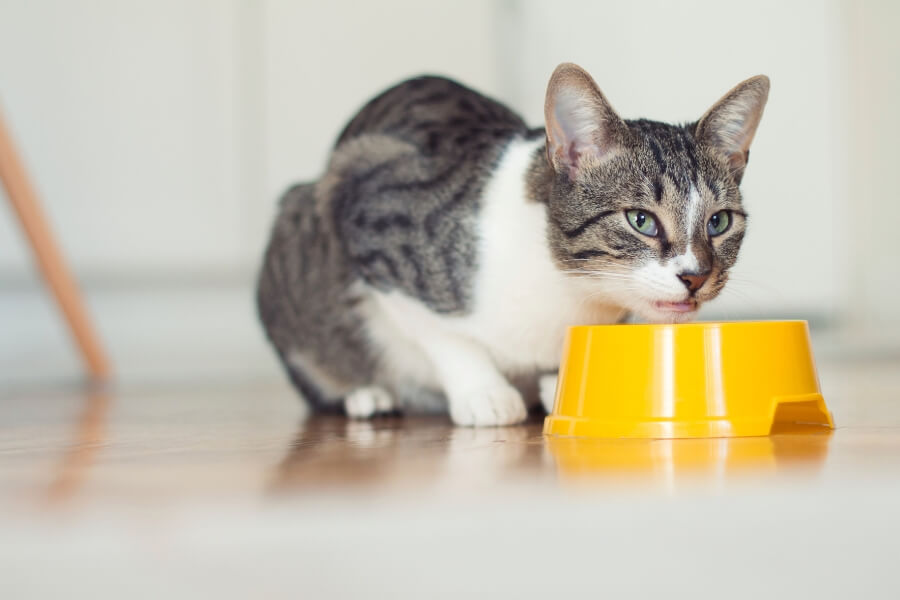 Mèo mướp là loài phàm ăn, thức ăn của chúng khá đơn giản.