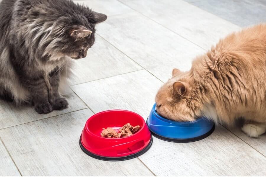 Tùy theo độ tuổi, bạn xây dựng thực đơn và khẩu phần ăn hợp lý cho mèo Anh lông dài.