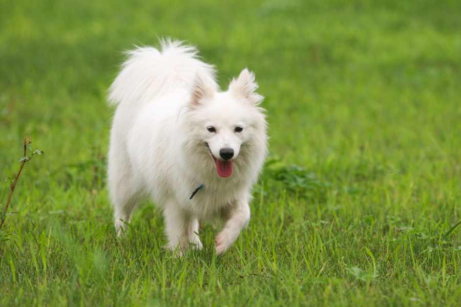 Chó Phốc lai từ 1 – 2 tháng tuổi nên cho ăn những loại thực phẩm mềm vì đường ruột còn khá yếu.