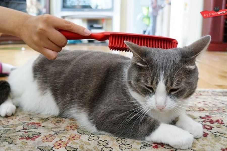 Bạn nên xây dựng chế độ chăm sóc sức khỏe khoa học cho mèo Anh lông ngắn để hạn chế các bệnh viêm nhiễm.
