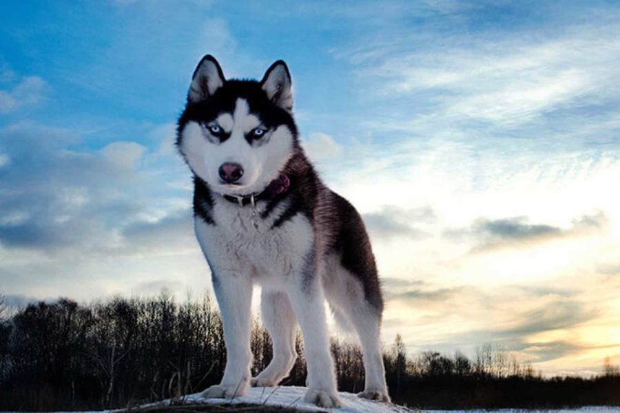 Chó Husky có nguồn gốc từ nước Nga.