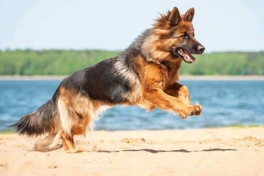 Chó Phốc lai Becgie có chiều cao từ 30 – 40 cm và cân nặng sẽ từ 17 – 25 kg.