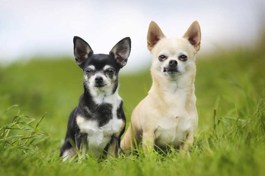 Chihuahua là giống chó có kích thước tương đối nhỏ và rất đáng yêu.