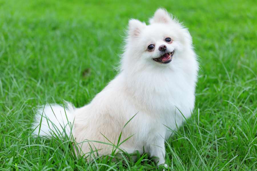 Chó Phốc lai Nhật có nguồn gốc từ chó Phốc Sóc lai với giống chó Nhật lông xù.