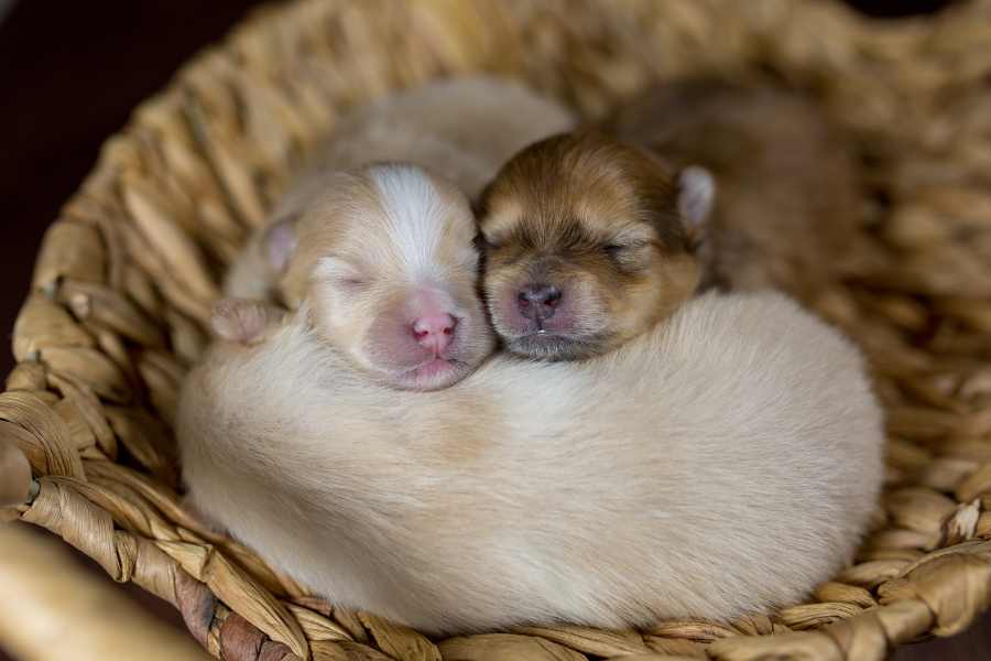 Khi chó Phốc sóc lai Nhật mới sinh ra, bạn cần đảm bảo cơ thể chúng đủ ấm, tránh gặp gió.