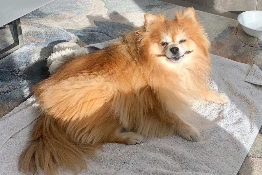 Chó Phốc lai Nhật được lai từ chó Pomeranian với chó nhật Japanese Chin.