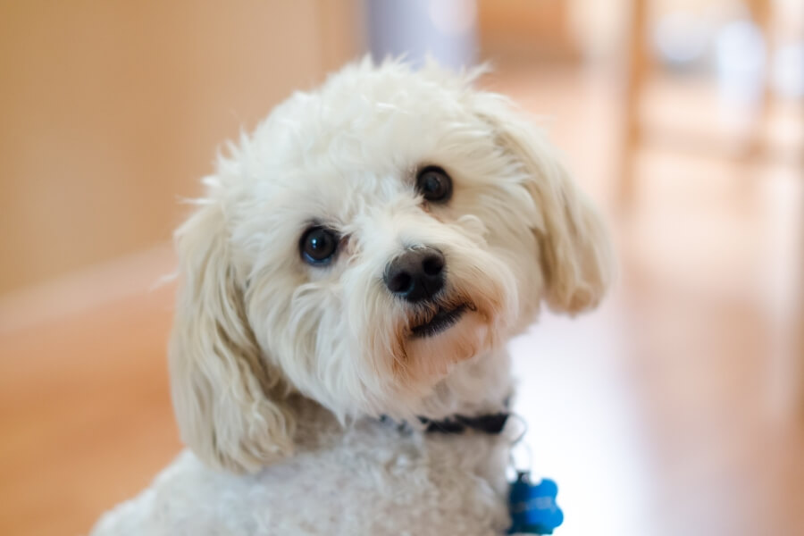 Chó Poodle lai Nhật xinh xắn, đáng yêu với đôi mắt to tròn.
