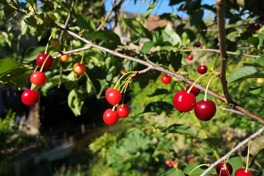 Cherry được mệnh danh là loại quả chứa nhiều dinh dưỡng nhất trên thế giới.