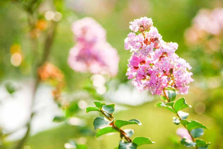 Tường vi là một loài hoa tinh tế với vẻ đẹp mong manh và sắc màu đa dạng.