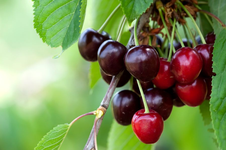 Quả Cherry mọc thành từng chùm trên cuống dài, khi chín có màu đỏ đô mọng nước.