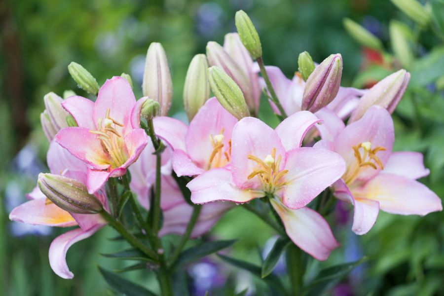 Kích thước của cây hoa ly thường dao động từ 30 đến 80cm.
